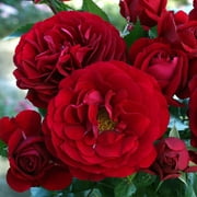 Heirloom Roses - Citiscape Bordeaux Red Rose Plant - Floribunda Rose Flowers Bush