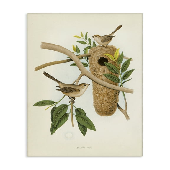 Stupell Industries Vintage Bird House Study Plants & Flowers Painting Wrapped Canvas Art Print Wall Art, 16 x 20