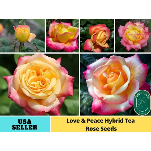 30  Seeds|Love & Peace Rose Hybrid Flower - Authentic Seeds - Perennial~GMO Free~~Flower seeds ~ Asian Garden~ Herbs B5G1#1093