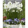 thumbnail image 2 of Paperwhite Narcissus Bulbs for Planting - Jumbo Ziva Paperwhite Flowers - Force Indoors or Grow Outdoors (10 Bulbs), 2 of 2