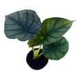 thumbnail image 3 of Alocasia Nebula, Nebula Imperialis, Black Diamond, Silver Plant, Alocasia Silver Nebula, Elephant Ear Plant in 2 inch Pot, 3 of 7