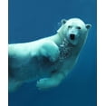 thumbnail image 2 of Polar Bear Underwater Close-up Wall Mural by Wallmonkeys Peel and Stick Graphic (24 in H x 20 in W) WM163069, 2 of 4