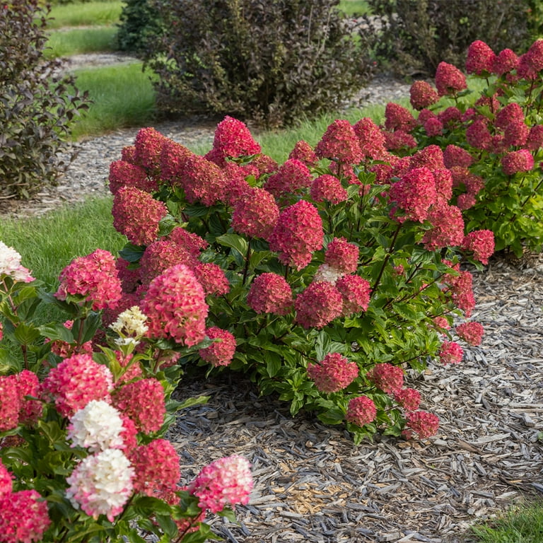 First Editions Hydrangea Spring Sizzle Live Shrub in 2-Gallon