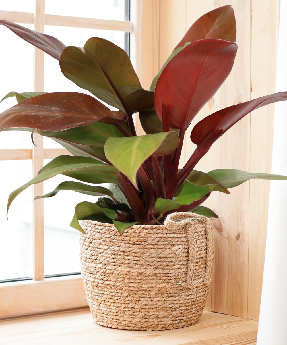 Plant with Purpose 6 in Philodendron McColley's Finale Live Houseplant with Indirect Sun- 2 Piece