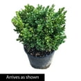 thumbnail image 4 of Gurney's 2.25 gal Winter Gem Boxwood Live Shrub, 4 of 4
