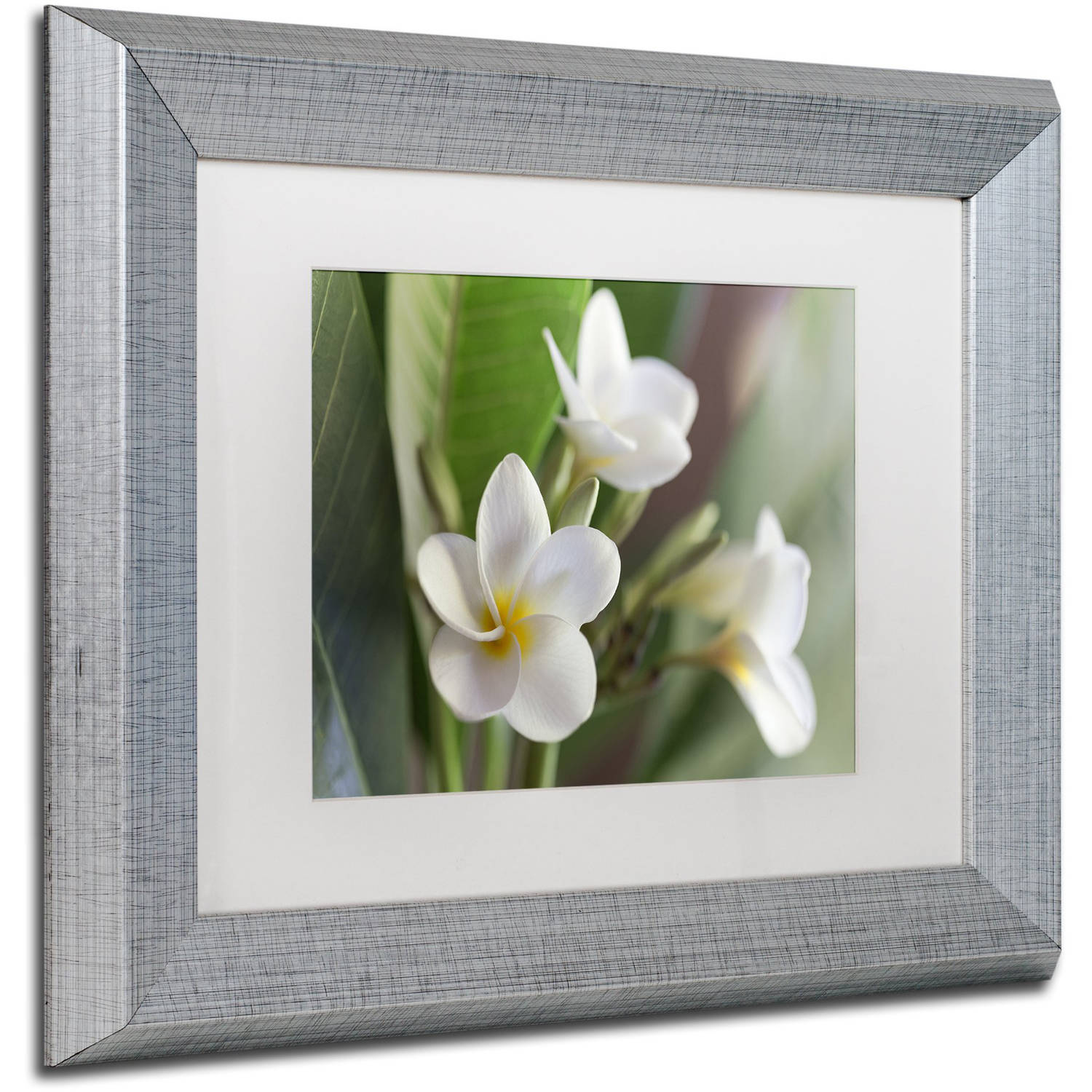 Trademark Fine Art 'Plumeria Bloom' Canvas Art by Pierre Leclerc, White Matte, Silver Frame
