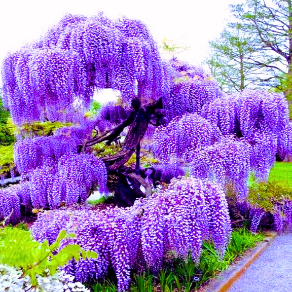 Purple Wisteria Live Vine Plant in 2.5" Pot, Fragrant Flowering Climbing Wisteria Vine for Trellis, Garden, Outdoor Landscaping, 7-12" Tall