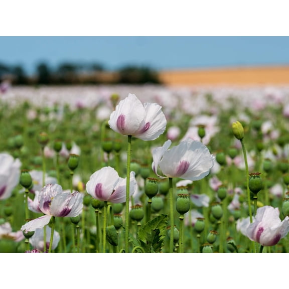 350 Seeds TASMANIAN Purple & White POPPY Papaver Somniferum Flower Seeds
