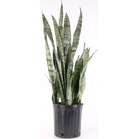 Delray Plants Live Snake Plant (Sansevieria) in 10 inch Grower Pot - Walmart.com Delray Plants Live Snake Plant (Sansevieria) in 10 inch Grower Pot - Walmart.com