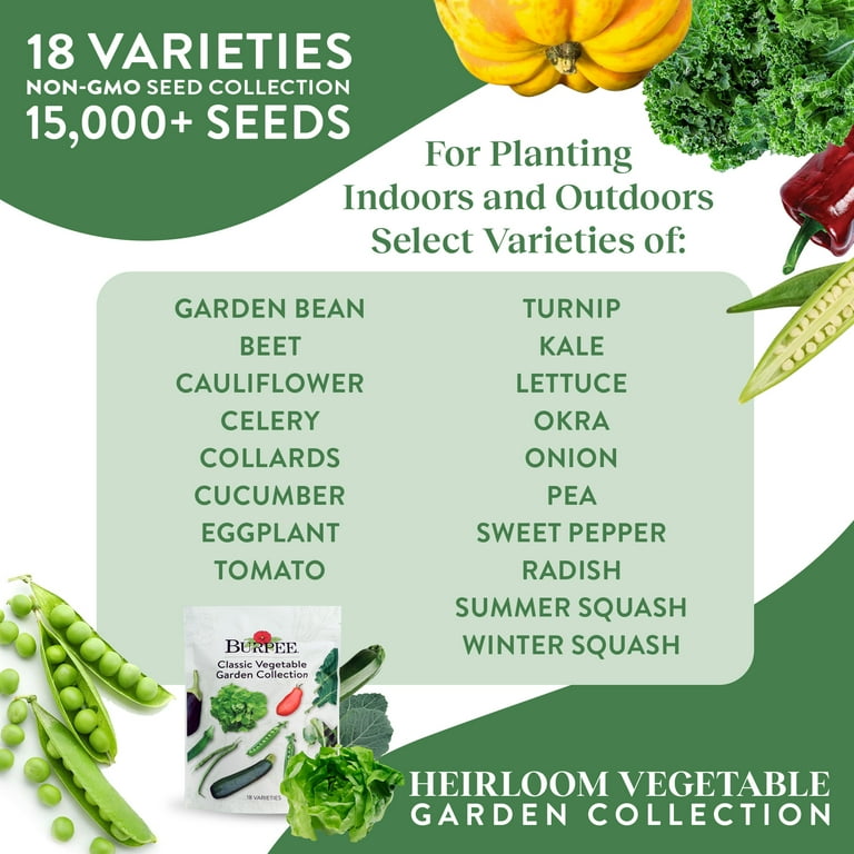 morning glory seed 30+ Rare Seeds - Ismay Morning Glory Seeds