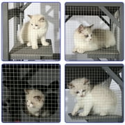 Magic Union Outdoor Wooden Cat House Large Cat Enclosures Kitten Cage with Weather Protection, Cat Catio with 6 Platforms and Extra Cat Hiding,Gray