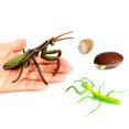 thumbnail image 3 of Odowalker Set de 24 Figuras del Ciclo de Vida de Insectos, 3 of 5