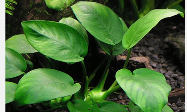Anubias Barteri Round Leaf Live Aquarium Plant, Easy Freshwater Fish Tank Plant