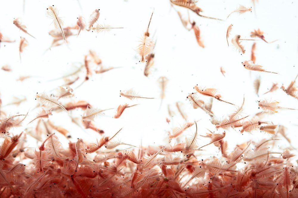 Brine Shrimp Artemia Eggs, Premium Grade 90% Hatch Rate from the Great Salt Lake, Utah, USA…8oz Med Jar