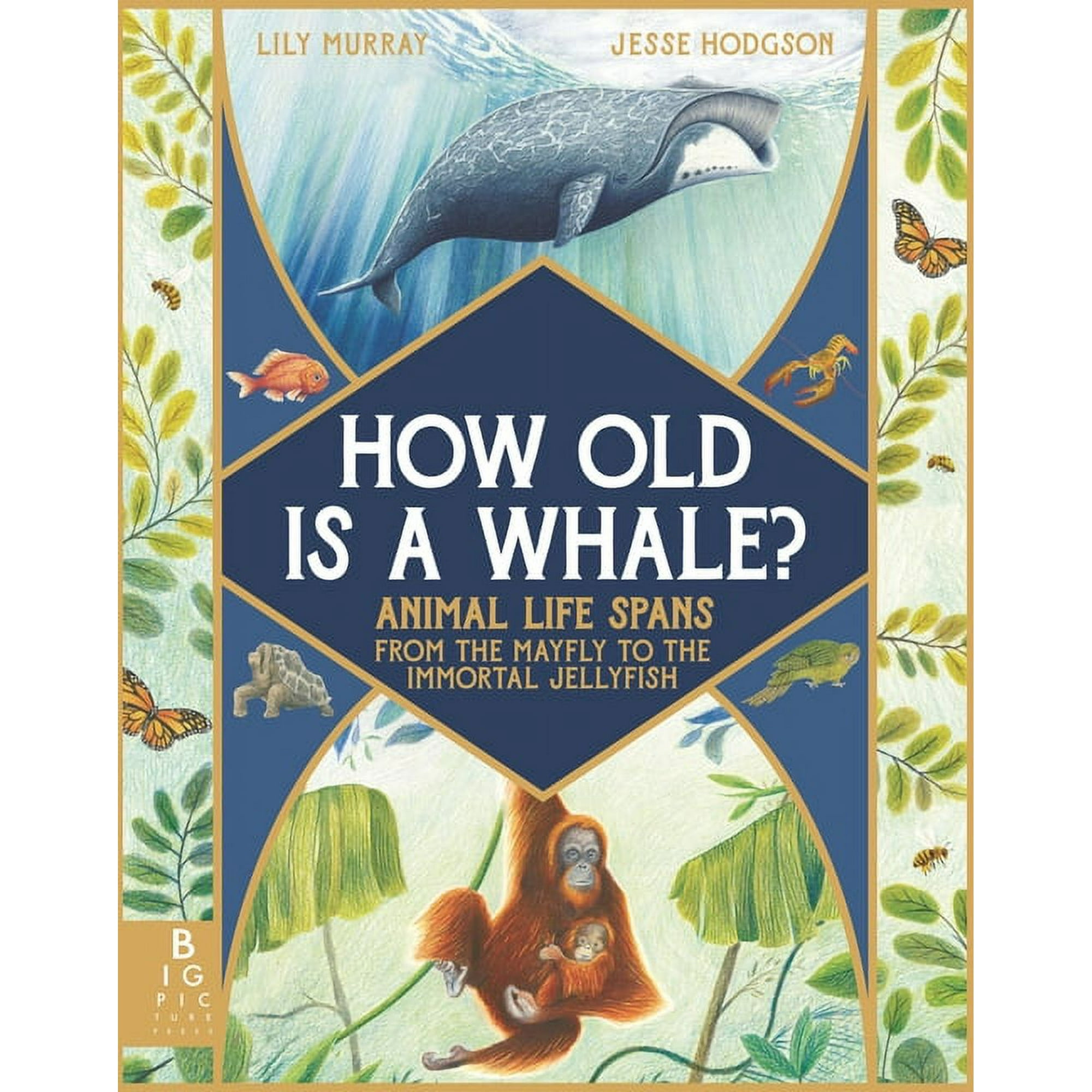 How Old Is a Whale?: Animal Life Spans from the Mayfly to the Immortal Jellyfish, (Hardcover)