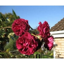 Seedville 5 Burgundy Climbing Rose Flower Seed, Fragrant, Attracts Bees