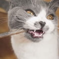 thumbnail image 3 of 30 Matatabi Natural Catnip Sticks for Dental Treats, 3 of 4