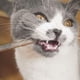 thumbnail image 3 of 30 Matatabi Natural Catnip Sticks for Dental Treats, 3 of 4