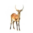 thumbnail image 2 of Red Lechwe White Wall Decal by Wallmonkeys Peel and Stick Graphic (48 in H x 25 in W) WM118323, 2 of 4