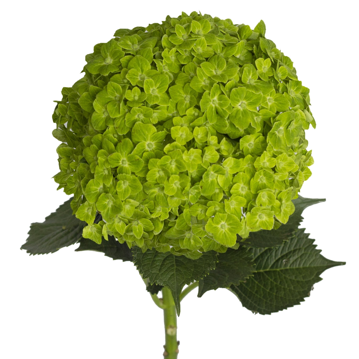 green stem green stem