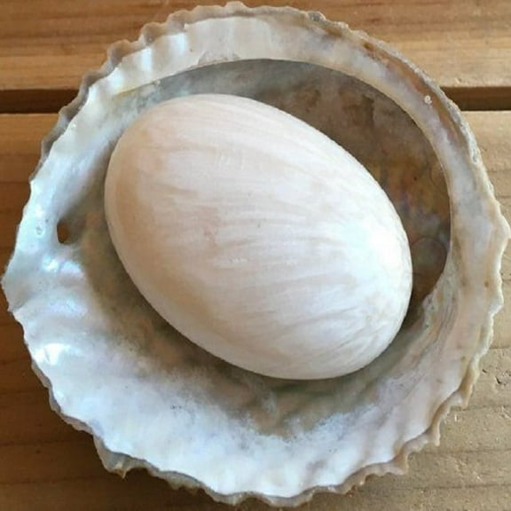 scolesite Palm Stone 40 to 50 mm Lot of 1Pcs