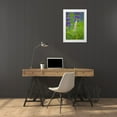 thumbnail image 3 of Rotenberg, Nancy 23x32 White Modern Wood Framed Museum Art Print Titled - ME, Acadia NP Lupine bud starting to bloom, 3 of 4