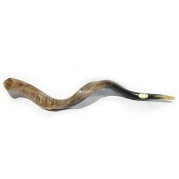 Judaica Kingdom AJ-MM-JYS41-3 Yemenite Shofars - Extra Large Yemenite Polished Shofar 44''