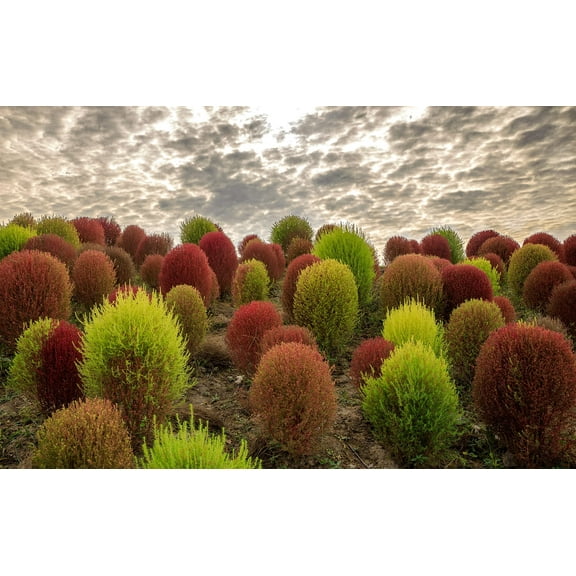 100 Kochia Seeds - Burning Bush - Summer Cypress
