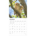 thumbnail image 3 of Owls | 2025 12x24" (Hanging) Wall Calendar | Plastic-Free | BrownTrout, 3 of 9