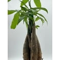 thumbnail image 6 of Money Tree, Pachira aquatica, water chestnut, very large bonsai plant, Perfect Houseplant, Guiana Malabar, in a 4 inch pot ready for 6 inch, 6 of 8