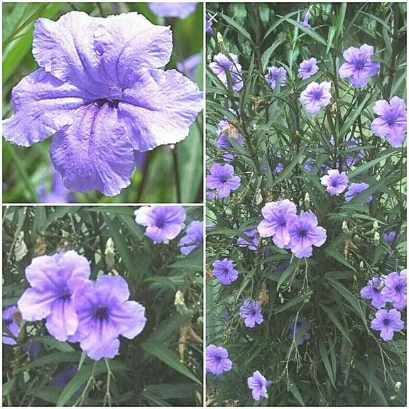 10 MEXICAN Petunia Ruellia Brittoniana, Fresh Cuttings, Free Shipping