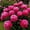 C, variant on Peony, Low Maintenance - Easy Grow - Ideal for Beds Borders, Plant Pots & Planters