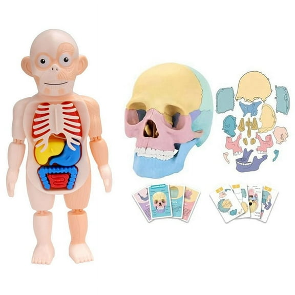 Anatomy Skull Model, Human Anatomy Skull Puzzle, Detachable Mini Human Medical-Skull Model,Human Organ Model