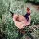 thumbnail image 3 of Garden Stake Chicken Silhouette Pastel de patio ACRYLIC ACRYLIC ARTE Art Rooster Yard para jardín, 3 of 5