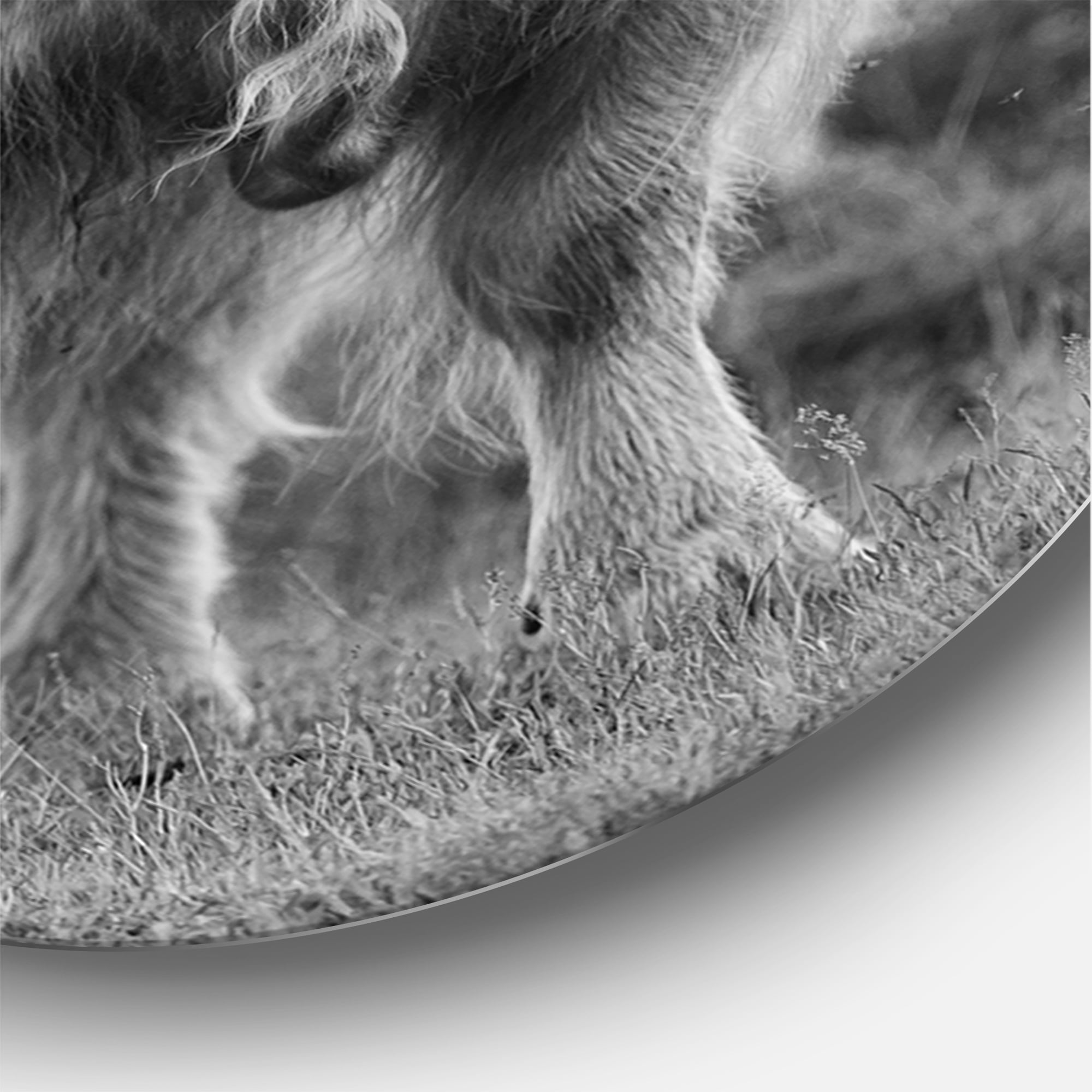 Designart 'Close Up View of Monochrome Bull' Farmhouse Circle Metal Wall Art 29x29 - Disc of 29
