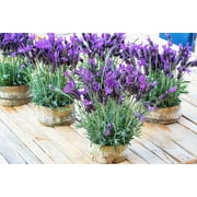 100 FRENCH LAVENDER aka Butterfly Lavender, Spanish, Topped Lavandula Stoechas Fragrant Blue Purple Flower Herb Seeds