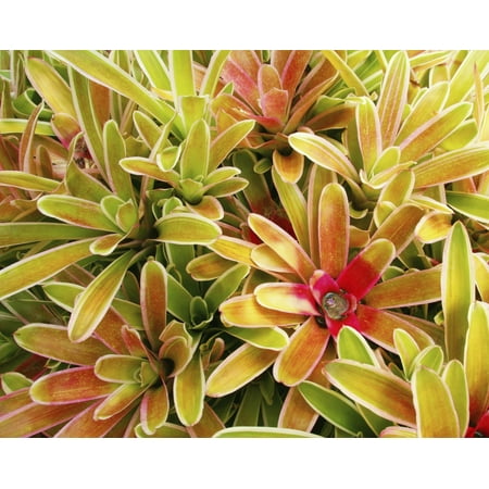 USA Hawaii Cluster Of Colorful Bromeliad Plants Maui Canvas Art - Ron Dahlquist Design Pics (30 x 24)