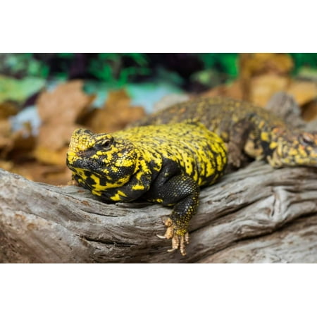 Close-up of Leopard gecko (Eublepharis macularius) in forest Print Wall (Best Light For Leopard Gecko)