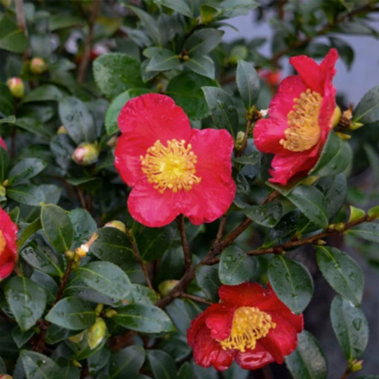Expert Gardener Yuletide Camellia 2.5 Gallon Evergreen Shrub, Red Flowers, Part Sun