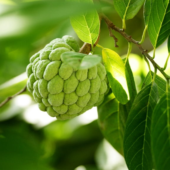 Brighter Blooms - Sugar Apple (Sweetsop) Tree, 2-3 ft. - No Shipping to AK, AZ, HI