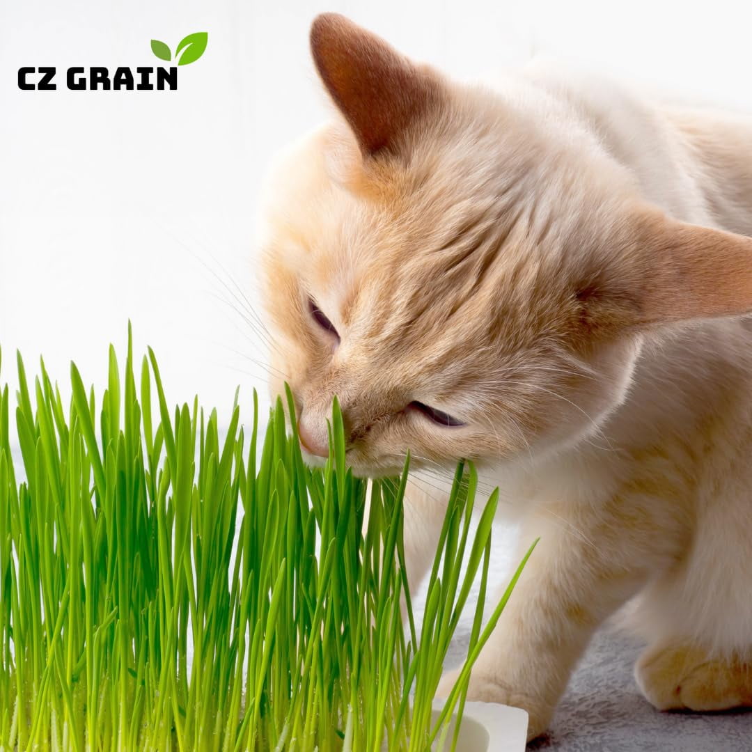 Cat Grass Growing Kit - Organic Seed, Jute Grow Mats, 10 x 10 Grow Container - Great for Indoor or Outdoor Cat, Dogs and Other Pets - Pet Grass (Complete Cat Grass Kit)