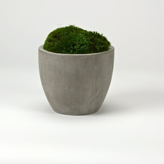 D&W Silks Preserved Mood Moss in Small Cement Planter