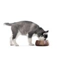 thumbnail image 3 of Cuenco De Acero Inoxidable Para Perros – Cuencos De Agua Y Comida De Metal Pesado De 32 Oz Para Perros Y Gatos Con Base Antideslizante – Cuencos Para Mascotas Para Todas Las Razas Tamaños Para Viajes, 3 of 5