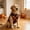Orange, variant on Halloween Dog Clothes Dog Halloween Shirts Tank Tops with Claw Spider Net Pumpkin Patterns Pet Halloween Costumes Puppy Shirt Vest for Small Medium Dogs
