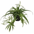 thumbnail image 3 of Shamrock Green Spider Plant - Cleans the Air - 2.5" Pot, 3 of 3