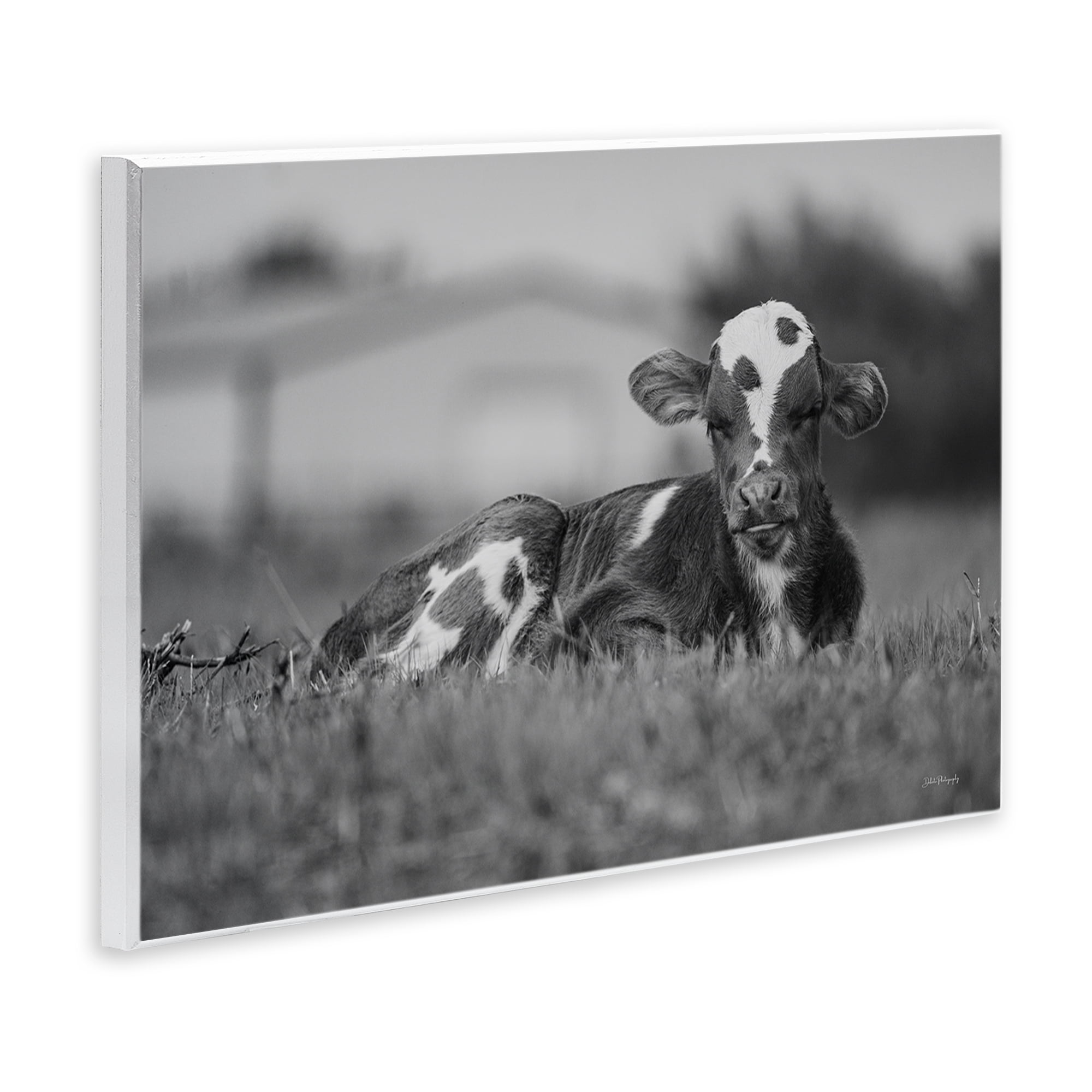 Stupell Industries Resting Cow in Grass Animals & Insects Photography Unframed Art Print Wall Art, 19 x 13