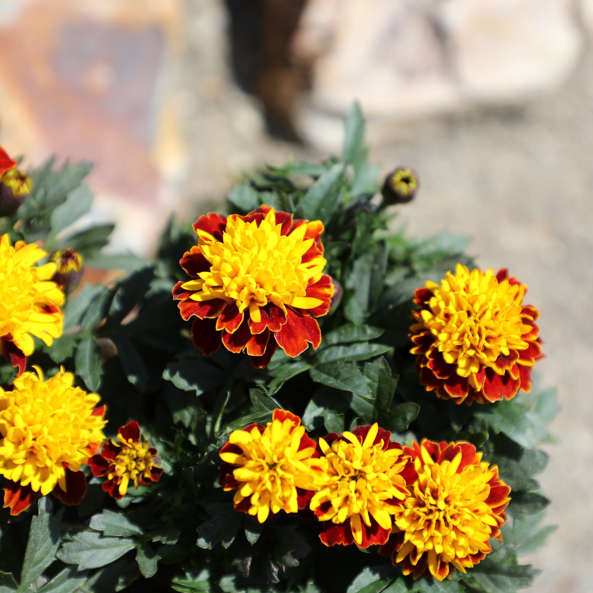Altman Plants Red French Marigold 4-Pack, Marigolds, Spring Flowers, 4" Pots, Annuals, Full Sun