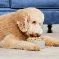 thumbnail image 4 of Dr. Marty Nature's Blend Healthy Growth Freeze Dried Raw Food for Puppies, 80-oz, 4 of 8