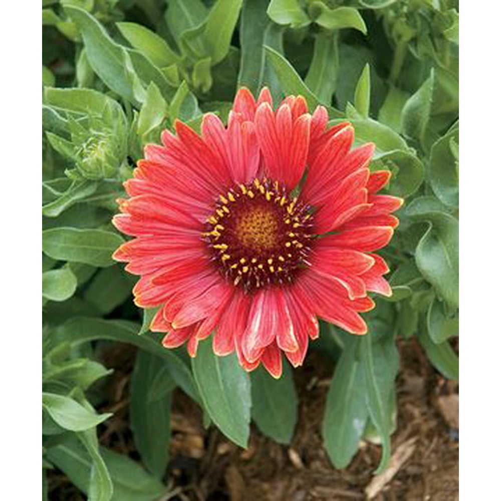 Arizona Red Shades Blanket Flower Perennial Gaillardia Live Plant