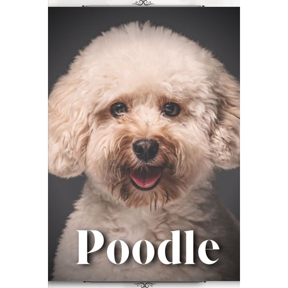 Poodle: Dog Breed guide, (Paperback)
